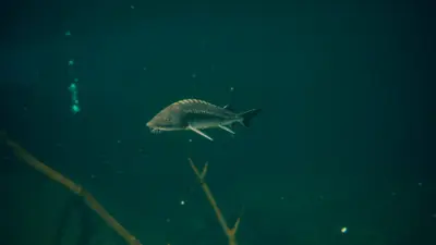 Ultimate Fishing® Simulator 2 screenshot 17