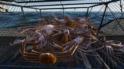 Fishing: North Atlantic - Enhanced Edition screenshot 23