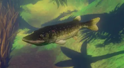 Feed and Grow: Fish screenshot 9